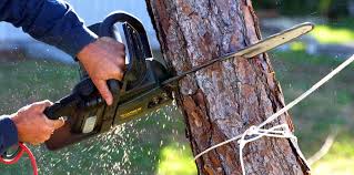 Pest Control for Lawns in Strum, WI
