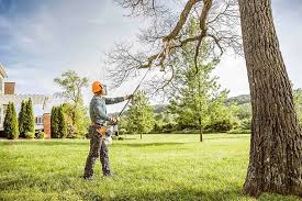 Best Tree Cabling and Bracing  in Strum, WI