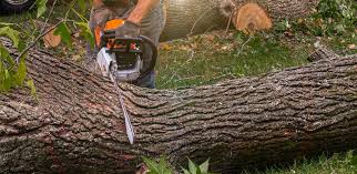 Best Firewood Processing and Delivery  in Strum, WI
