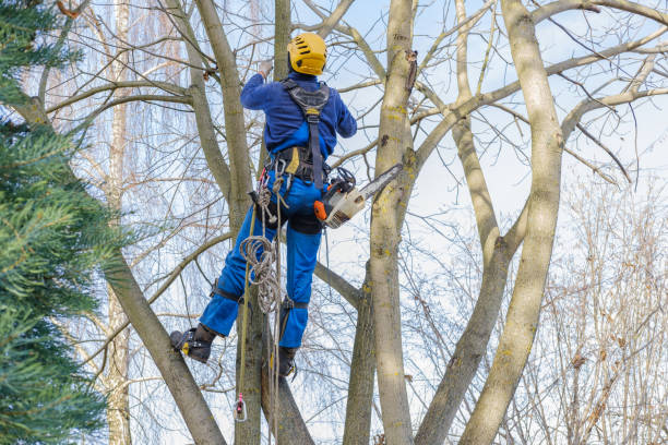 Best Arborist Consultation Services  in Strum, WI