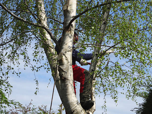 Trusted Strum, WI Tree Care Experts