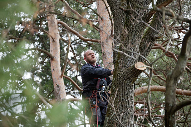 How Our Tree Care Process Works  in  Strum, WI
