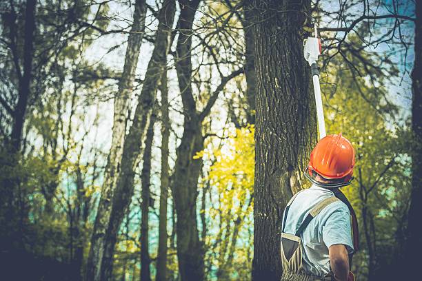 Mulching Services in Strum, WI